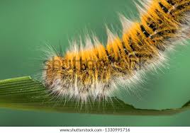 Attēlu rezultāti vaicājumam “Lasiocampa trifolii”