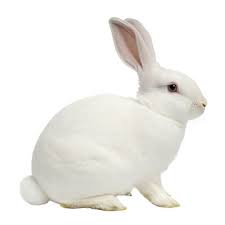 Image result for white rabbit skin texture