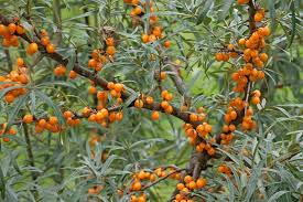 Attēlu rezultāti vaicājumam “Hippophae rhamnoides fruit”