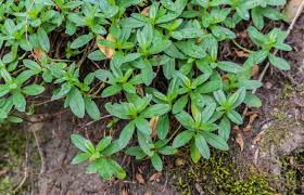 Attēlu rezultāti vaicājumam “Helianthemum nummularium leaf”