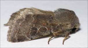 Attēlu rezultāti vaicājumam “Orthosia sp.”