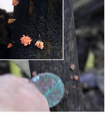 Attēlu rezultāti vaicājumam “Heterotrichia insignis (syn. Arcyria insignis) spores”