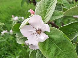Attēlu rezultāti vaicājumam “Cydonia oblonga flower”