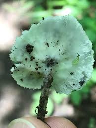 Attēlu rezultāti vaicājumam “Sebacina incrustans”