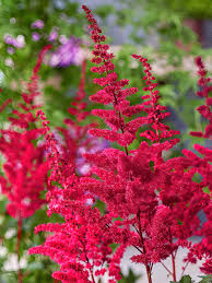 Image result for Astilbe