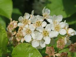 Attēlu rezultāti vaicājumam “Prunus padus var. roseiflora flower”