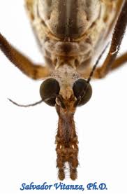 Attēlu rezultāti vaicājumam “Tipulidae female”