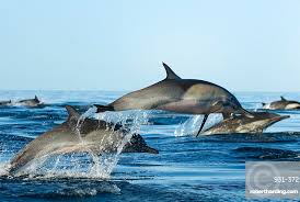 Image result for Delphinus delphis
