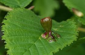 Attēlu rezultāti vaicājumam “Tetraneura ulmi”