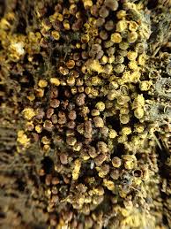 Attēlu rezultāti vaicājumam “Craterium minutum macro”