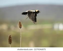 Image result for Dolichonyx oryzivorus