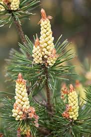 Attēlu rezultāti vaicājumam “Pinus sylvestris female flower”