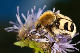 Attēlu rezultāti vaicājumam “Trichius fasciatus imago”