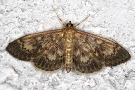 Attēlu rezultāti vaicājumam “Anania lancealis”