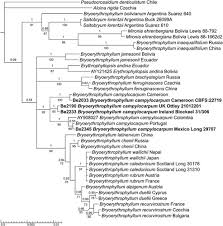Attēlu rezultāti vaicājumam “Bryoerythrophyllum recurvirostrum sporophyte”