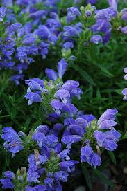 Attēlu rezultāti vaicājumam “Dracocephalum ruyschiana”