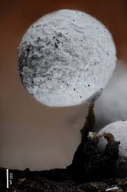 Attēlu rezultāti vaicājumam “Physarum bryomacrocarpum spores”