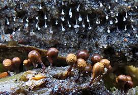 Attēlu rezultāti vaicājumam “Hemitrichia sordivesiculosa spores”