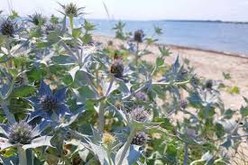 Attēlu rezultāti vaicājumam “Eryngium maritimum leaf”
