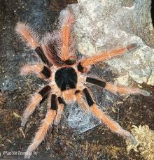 Attēlu rezultāti vaicājumam “Colloderma robustum”