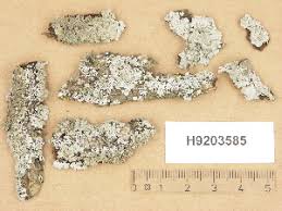 Attēlu rezultāti vaicājumam “Physconia detersa”