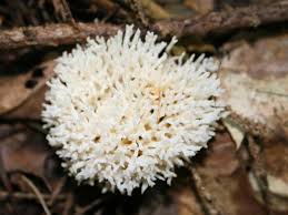 Attēlu rezultāti vaicājumam “Ramariopsis kunzei”