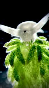 Attēlu rezultāti vaicājumam “Cephaloziella elachista macro”