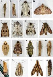 Attēlu rezultāti vaicājumam “Notodontidae”