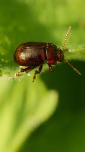 Attēlu rezultāti vaicājumam “Chrysolina staphylaea”