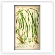 Attēlu rezultāti vaicājumam “Brachypodium sylvaticum fruit”