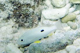 Image result for Lutjanus synagris