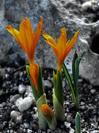 Attēlu rezultāti vaicājumam “Colchicum luteum”