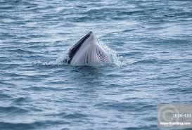 Image result for Balaenoptera acutorostrata