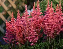Image result for Astilbe