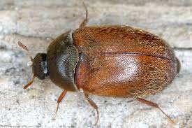 Attēlu rezultāti vaicājumam “Attagenus smirnovi”