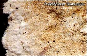 Attēlu rezultāti vaicājumam “Porotheleum fimbriatum”