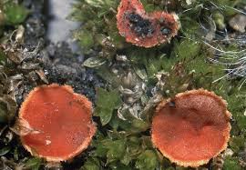 Attēlu rezultāti vaicājumam “Lamprospora tortulae-ruralis”