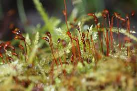 Attēlu rezultāti vaicājumam “Cirriphyllum piliferum”