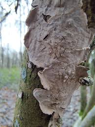 Attēlu rezultāti vaicājumam “Peniophora laurentii”