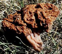 Attēlu rezultāti vaicājumam “Gyromitra esculenta”