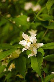 Attēlu rezultāti vaicājumam “Philadelphus coronarius flower”