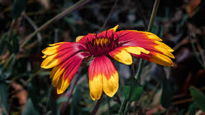 Image result for Gaillardia amblyodon