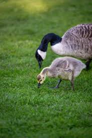 Attēlu rezultāti vaicājumam “Branta canadensis adult”