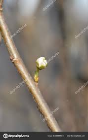 Attēlu rezultāti vaicājumam “Pyrus communis bud”