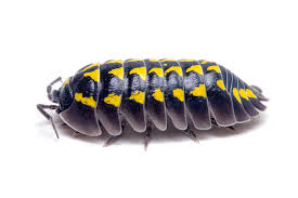 Attēlu rezultāti vaicājumam “Armadillidium pulchellum”