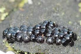 Attēlu rezultāti vaicājumam “Cribrariaceae”