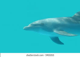 Image result for Dolphin Sub Aqua
