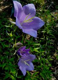 Attēlu rezultāti vaicājumam “Campanula persicifolia leaf”