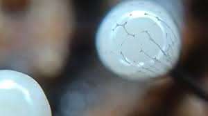 Attēlu rezultāti vaicājumam “Cribraria oregana spores”