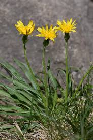Attēlu rezultāti vaicājumam “Scorzonera humilis leaf”